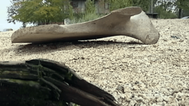 «Кость нечеловеческая»: в Николаеве нашли лопатку мамонта (видео) | Корабелов.ИНФО