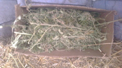 В Витовском районе расследовали кражу, а нашли 7 кг наркотиков у 30-летнего жителя | Корабелов.ИНФО image 1