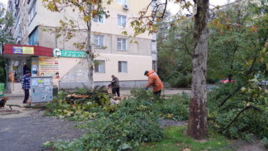 Жители Корабельного молятся, чтобы при ветре тополя не разбили им окна, и просят вовремя кронировать деревья | Корабелов.ИНФО image 1