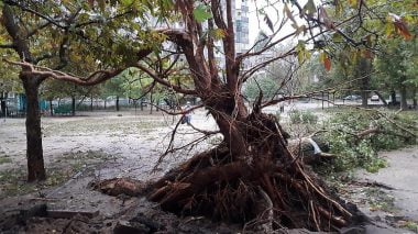 В Николаеве за ночь упали 120 деревьев, за один день с последствиями стихии в городе не справятся | Корабелов.ИНФО image 2