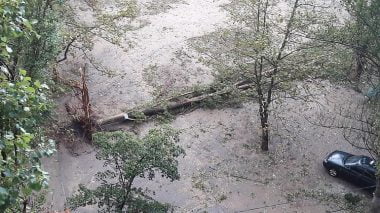 В Николаеве за ночь упали 120 деревьев, за один день с последствиями стихии в городе не справятся | Корабелов.ИНФО image 3