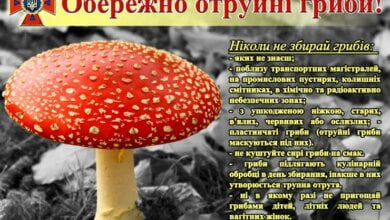 В Миколаєві ще четверо людей отруїлись грибами | Корабелов.ИНФО