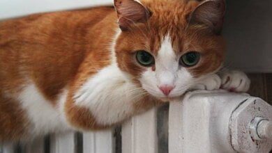 "В течение 5-7 дней все потребители получат отопление нормального качества", - заместитель мэра Николаева | Корабелов.ИНФО