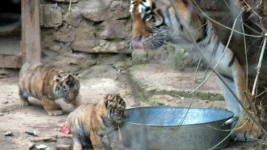 Бэби-бум в Николаевском зоопарке: две амурские тигрицы родили сразу пятерых тигрят | Корабелов.ИНФО image 4