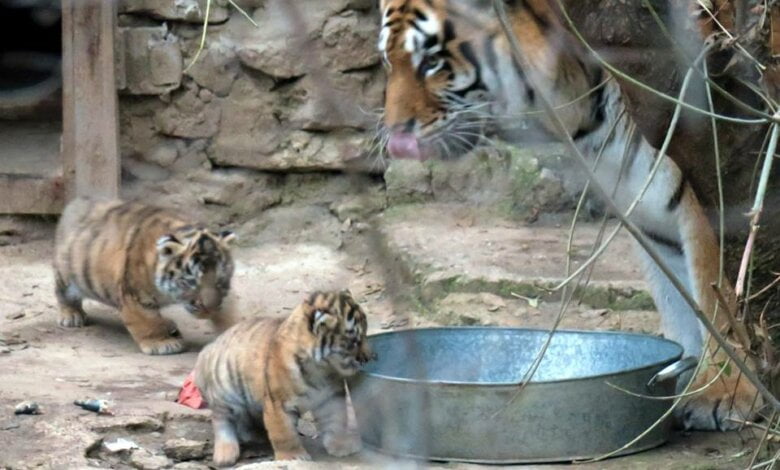 Бэби-бум в Николаевском зоопарке: две амурские тигрицы родили сразу пятерых тигрят | Корабелов.ИНФО image 4