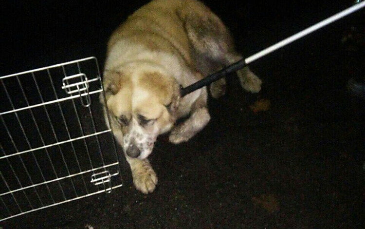 Патрульные задержали мужчину, который на проспекте Богоявленском дразнил огромную собаку | Корабелов.ИНФО