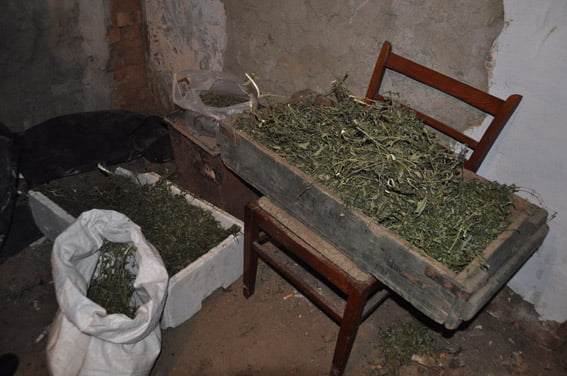 У двух жителей села в Витовском районе изъяли 9 кг каннабиса | Корабелов.ИНФО image 5