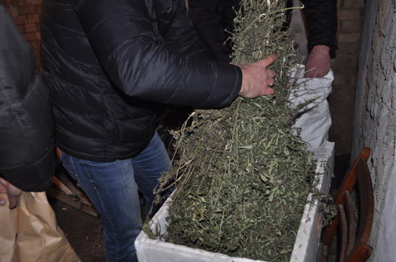 У двух жителей села в Витовском районе изъяли 9 кг каннабиса | Корабелов.ИНФО image 9