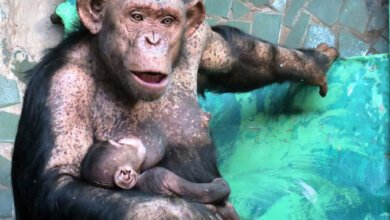 Ми-ми-ми: мама шимпанзе кормит грудью ребенка в Николаевском зоопарке | Корабелов.ИНФО