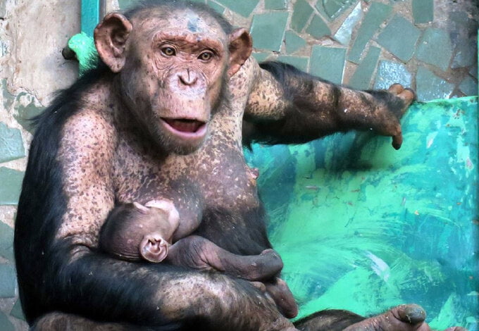 Ми-ми-ми: мама шимпанзе кормит грудью ребенка в Николаевском зоопарке | Корабелов.ИНФО