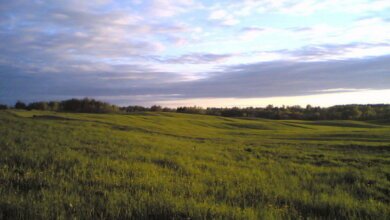 "В Витовском районе Николаевщины под самозахватом находятся 383 гектара земли", - прокуратура | Корабелов.ИНФО