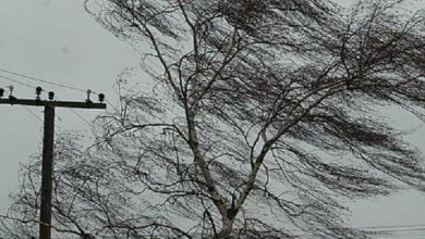 Старайтесь не ходить под деревьями и рекламными щитами - на Николаевщине обещают сильные порывы ветра | Корабелов.ИНФО