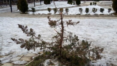 "Сломали твари ёлку!" - дендропарк в Корабельном районе пострадал от хулиганов | Корабелов.ИНФО