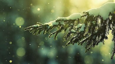 В Украине ожидается резкое похолодание со снегопадами. На юге температура опустится до 6° мороза | Корабелов.ИНФО