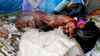 Трупы собак, с которых были сняты шкуры, - страшная находка в Корабельном районе | Корабелов.ИНФО image 2