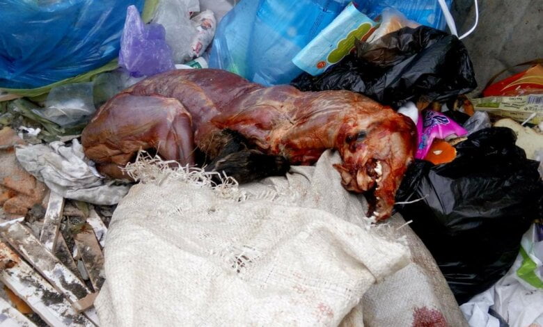 Трупы собак, с которых были сняты шкуры, - страшная находка в Корабельном районе | Корабелов.ИНФО image 2