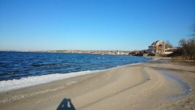 На пляже "Чайка" в Корабельном районе стая лебедей подошла к берегу | Корабелов.ИНФО image 2