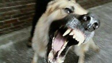 На Киевщине стая овчарок насмерть загрызли воина АТО на глазах у его маленькой дочери | Корабелов.ИНФО