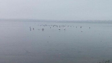 Лебедь, поранившись, вырвался из ледяного плена, пока Николаевские службы спасения бездействовали | Корабелов.ИНФО