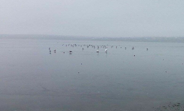 Лебедь, поранившись, вырвался из ледяного плена, пока Николаевские службы спасения бездействовали | Корабелов.ИНФО