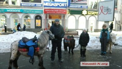 "Мэр просто «психанул»... Но лошадей мы убрали, чтобы не раздражать власть", - предприниматель из Корабельного | Корабелов.ИНФО image 1
