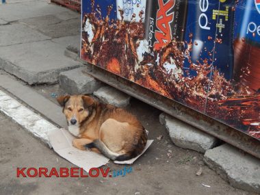 Серость, засилье "стихийщиков", сломанный снеговик... Один день из жизни Корабельного района (05.01.2017) | Корабелов.ИНФО image 16