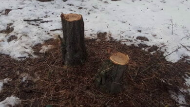 Неизвестные рубят деревья в Балабановском лесу | Корабелов.ИНФО image 2