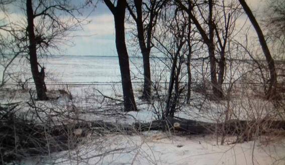 У Вітовському районі спиляли 20 дубів, але вивезти не встигли | Корабелов.ИНФО image 2