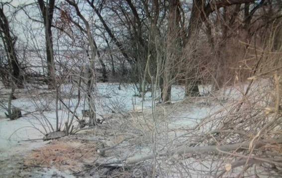 У Вітовському районі спиляли 20 дубів, але вивезти не встигли | Корабелов.ИНФО image 3