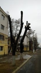 В Кульбакино изуродовали деревья по инициативе депутата Веселовской | Корабелов.ИНФО image 2