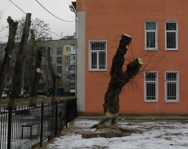В Кульбакино изуродовали деревья по инициативе депутата Веселовской | Корабелов.ИНФО image 3