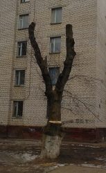 В Кульбакино изуродовали деревья по инициативе депутата Веселовской | Корабелов.ИНФО image 4