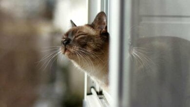 В Николаев идет потепление: синоптики обещают до 17˚ тепла | Корабелов.ИНФО