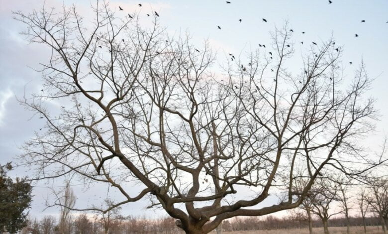 Покинутий і непотрібний. Чи є майбутнє у парку "Дружба" в Корабельному районі? | Корабелов.ИНФО