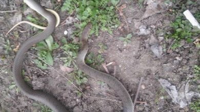 "На прийом заповзло". До приміщення сільради у Вітовському районі потрапила річкова гадюка | Корабелов.ИНФО