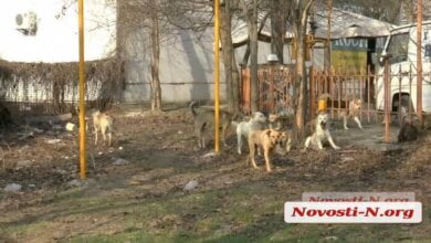 Агрессивная стая собак в Николаеве нападает на людей — городские власти бездействуют | Корабелов.ИНФО
