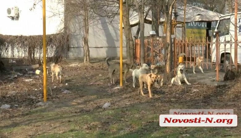 Агрессивная стая собак в Николаеве нападает на людей — городские власти бездействуют | Корабелов.ИНФО