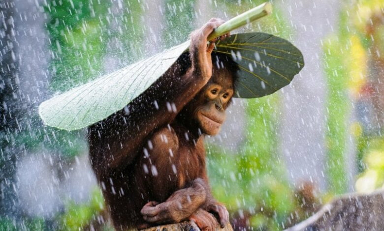 Синоптики обещают в выходные на Николаевщине холодную и дождливую погоду | Корабелов.ИНФО