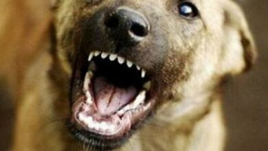 На маму с ребенком в Николаеве напали бродячие собаки, одна из них укусила женщину | Корабелов.ИНФО image 1