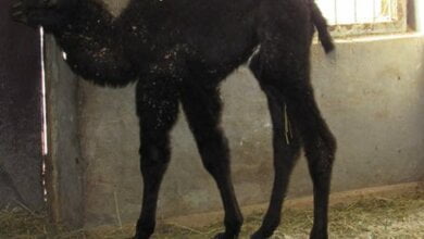 Двугорбый верблюжонок Дантес родился в Николаевском зоопарке | Корабелов.ИНФО