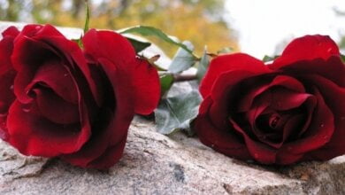 14 березня миколаївці вшанують добровольців. Згадаймо тих, хто встав на наш захист від московської навали! | Корабелов.ИНФО image 1