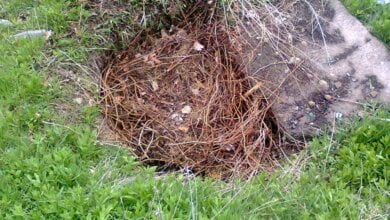 "Украли инопланетяне?" Бардак остался, но власть отчиталась, что в "Богоявленском" парке убрались и накрыли колодцы плитами | Корабелов.ИНФО image 2