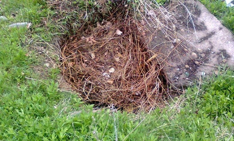 "Украли инопланетяне?" Бардак остался, но власть отчиталась, что в "Богоявленском" парке убрались и накрыли колодцы плитами | Корабелов.ИНФО image 2