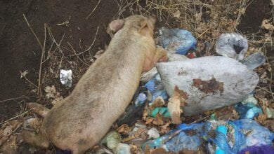 На стихийную свалку в Корабельном районе выбросили труп свиньи | Корабелов.ИНФО