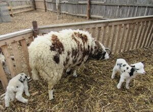 В Николаевском зоопарке родились четырехрогие барашки | Корабелов.ИНФО image 1