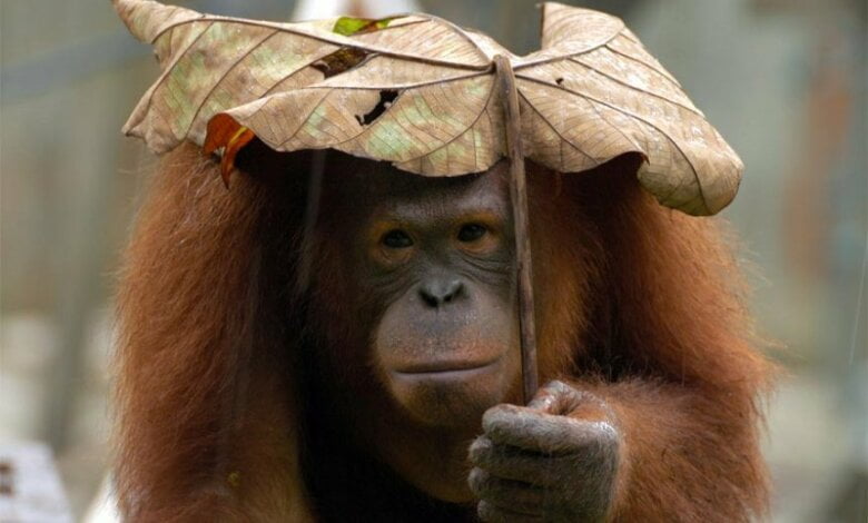 Завтра в Николаеве будет дождливая, ветреная и холодная погода, - синоптики | Корабелов.ИНФО