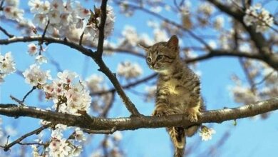 Весна возвращается: на 25 апреля в Николаеве синоптики обещают теплую погоду | Корабелов.ИНФО