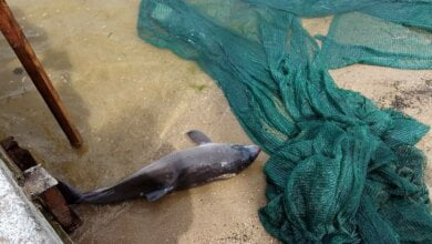 В яхт-клубе Корабельного района погиб заплывший туда израненный дельфиненок | Корабелов.ИНФО image 5