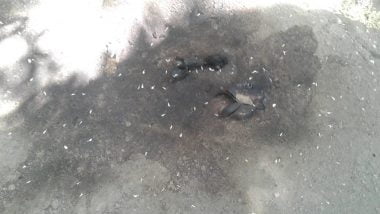 В Николаеве коктейлями "молотова" забросали офис ОО «Украинская ассоциация инвалидов АТО» | Корабелов.ИНФО image 4