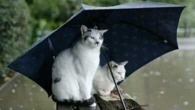 В выходные синоптики обещают дожди и грозы. Со вторника погодные условия улучшатся | Корабелов.ИНФО